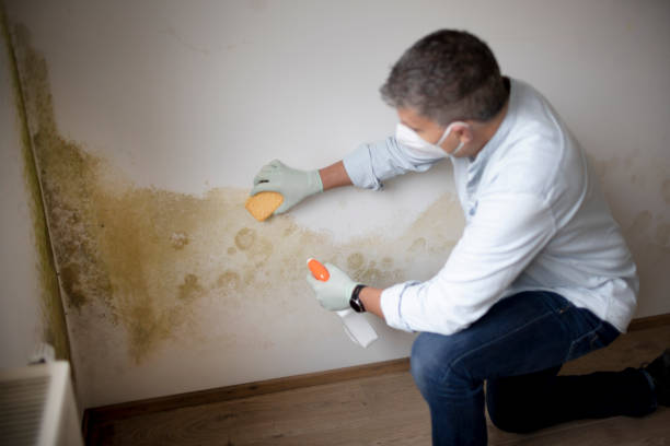 Best Mold Removal for HVAC Installations  in Miamisburg, OH